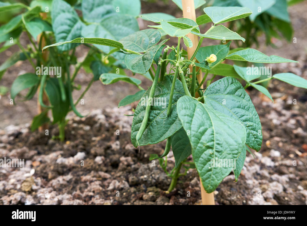 Dwarf bean plants ferrari hi-res stock photography and images - Alamy