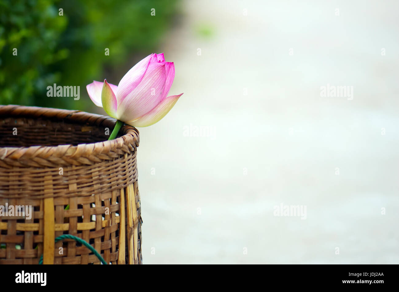 Along the roadsides, baskets placed inside a lotus. Stock Photo