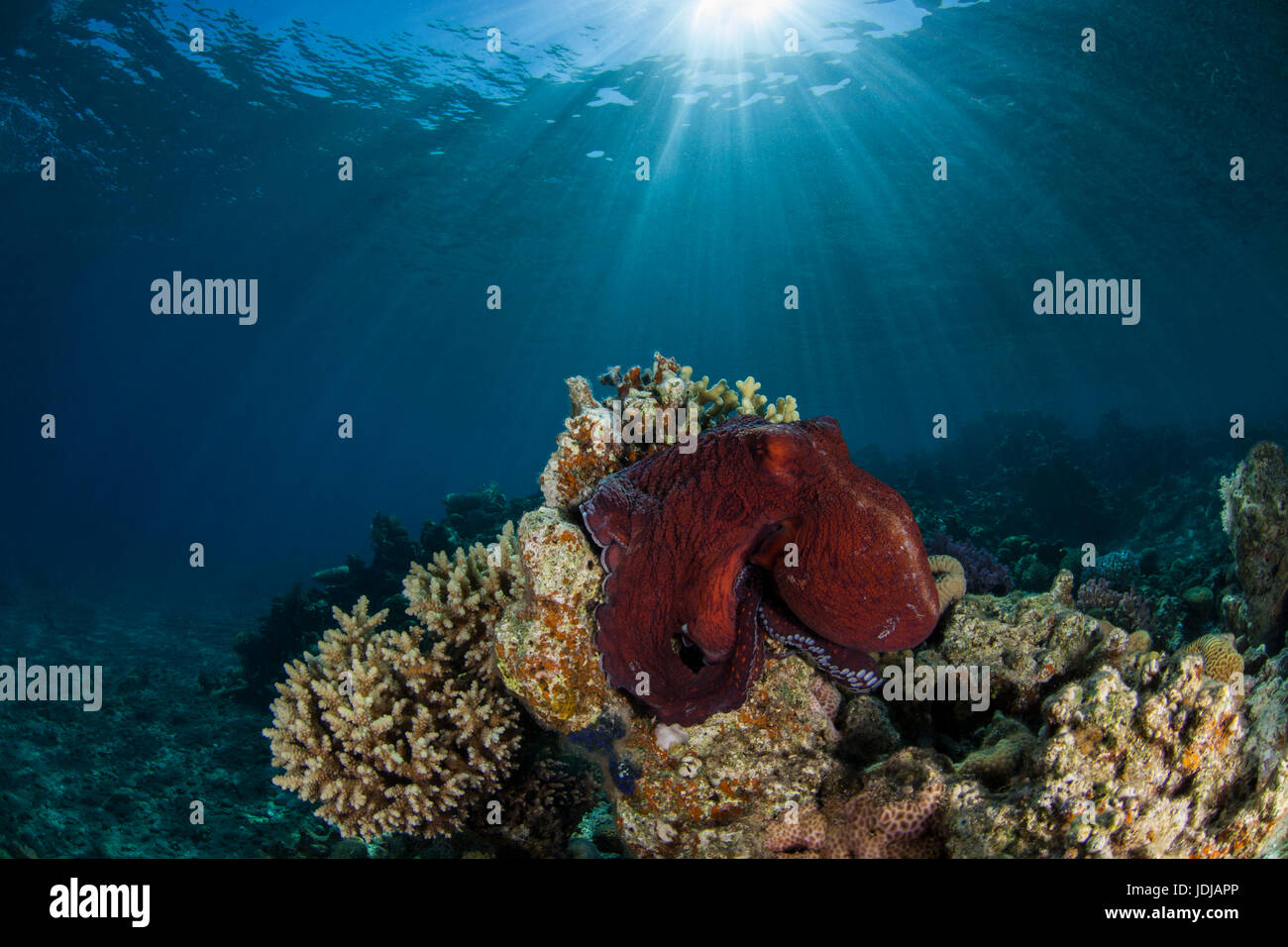 Octopus on a rock Stock Photo