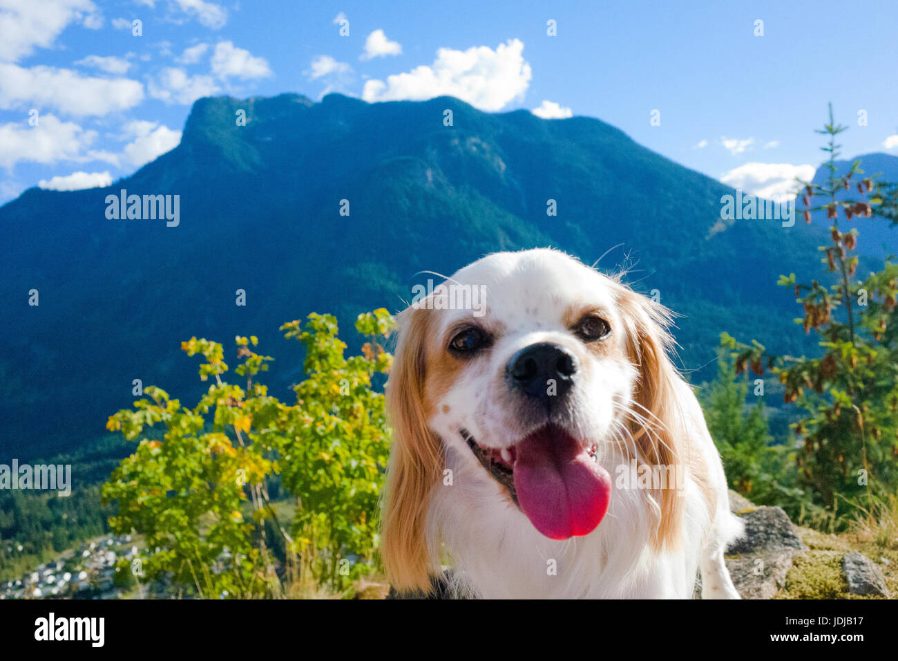 Dog hike hi-res stock photography and images - Alamy