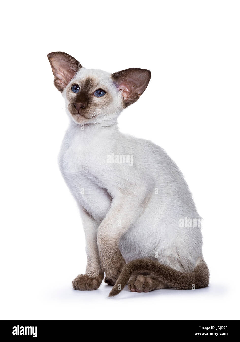 Siamese choc point kitten sitting on white background with tilted paw Stock Photo