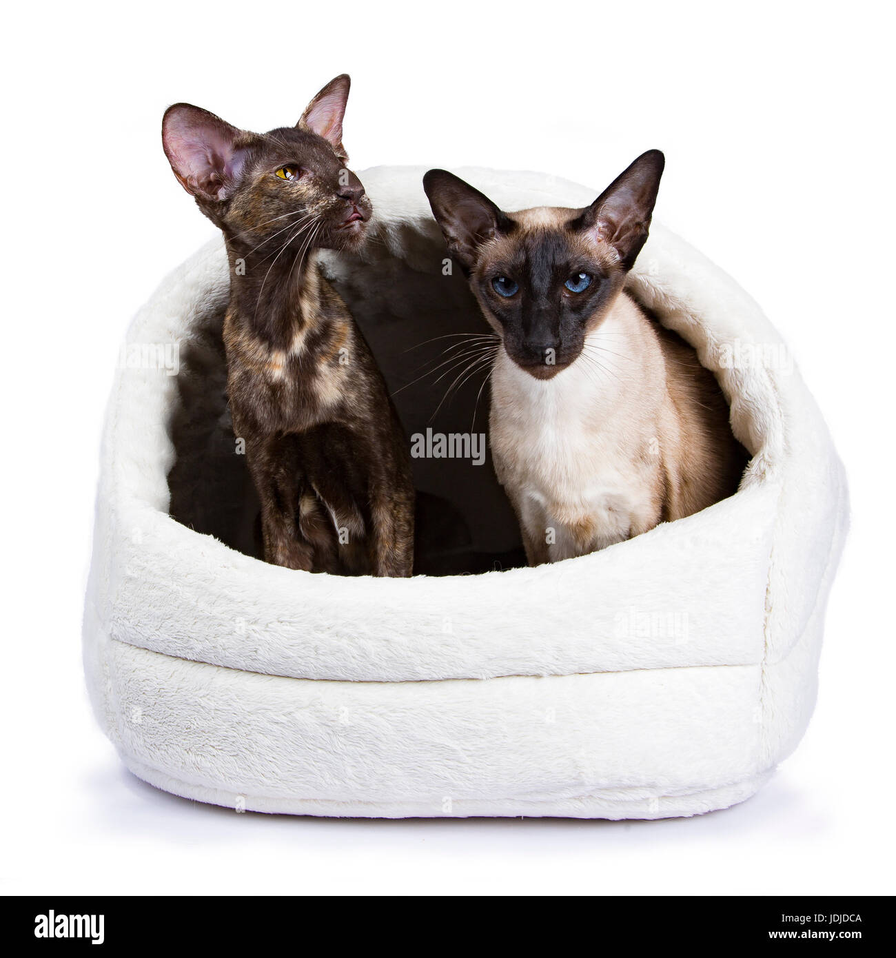 Oriental shorthair cat sitting with siamese feline isolated on white background in pluche basket Stock Photo