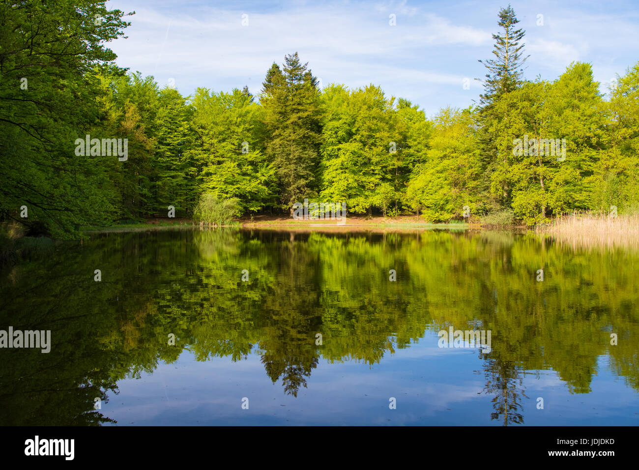 Reflection of trees in the forest lake in summer Stock Photo - Alamy