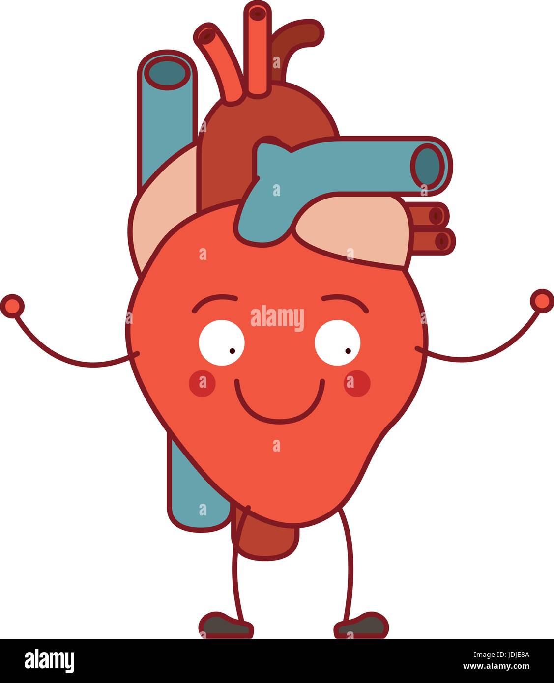 Circulatory System High Resolution Stock Photography And Images Alamy