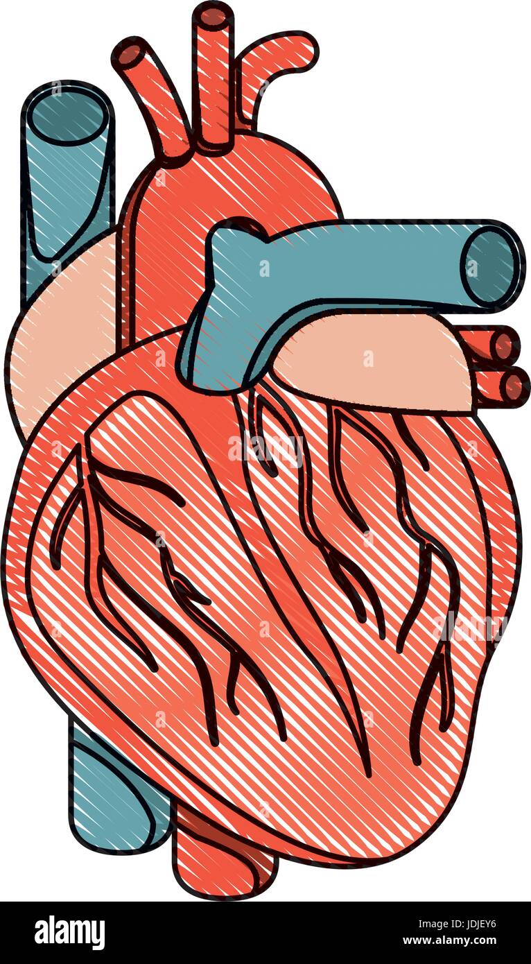 Anatomical Human Heart - Textbook Colors