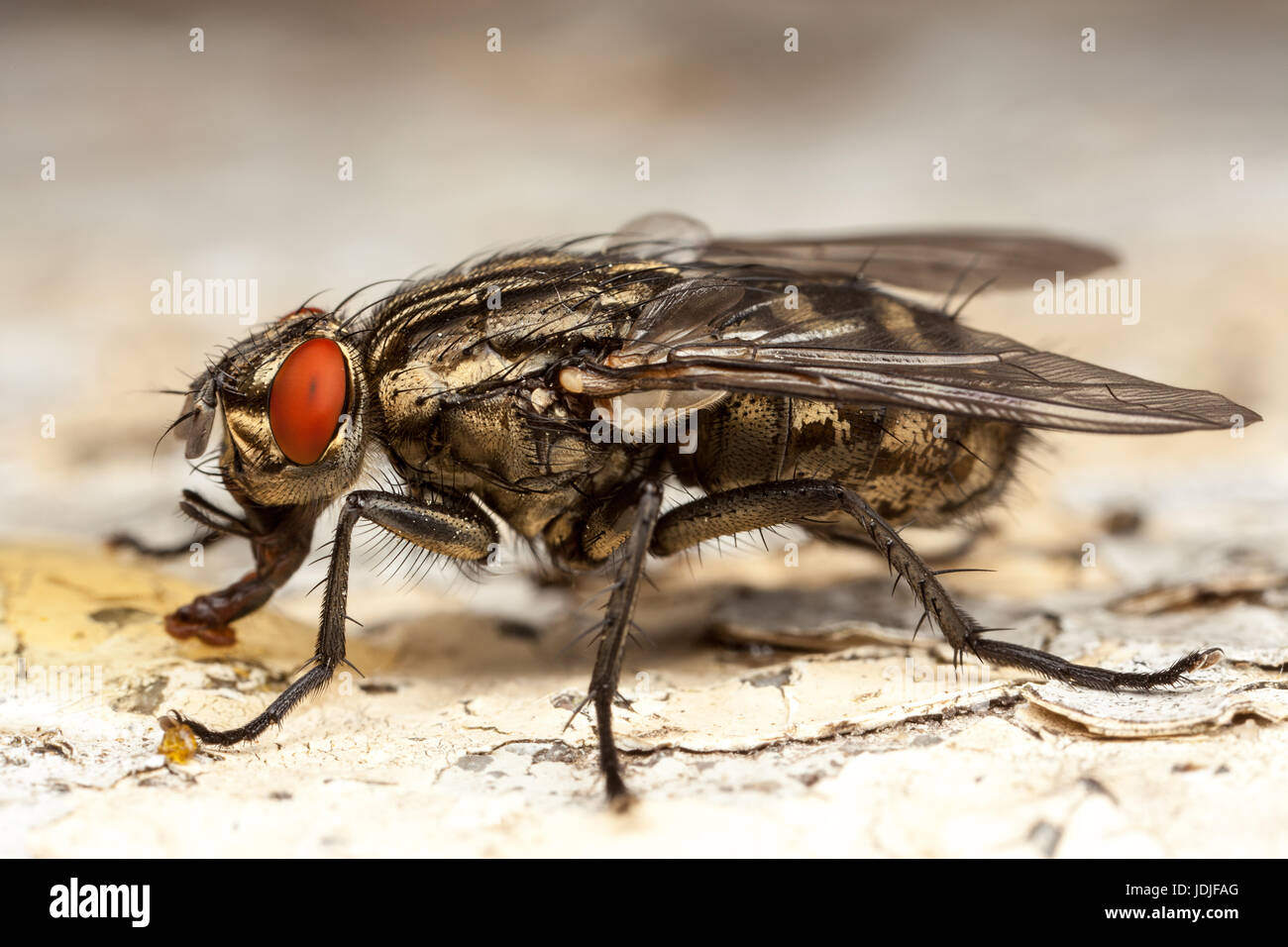 Flesh-Fly, Sarcophago carnaria, Stock Photo
