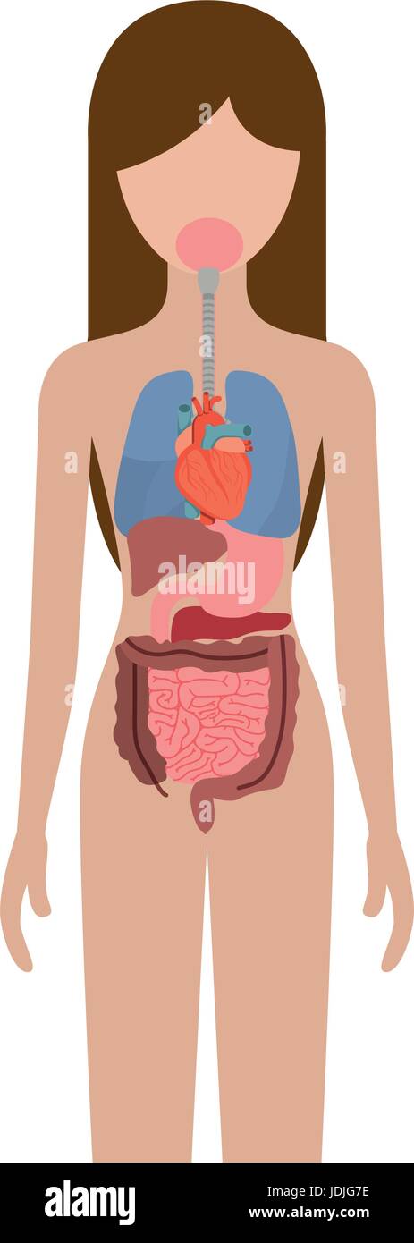 colorful silhouette female person with internal organs system of human body Stock Vector