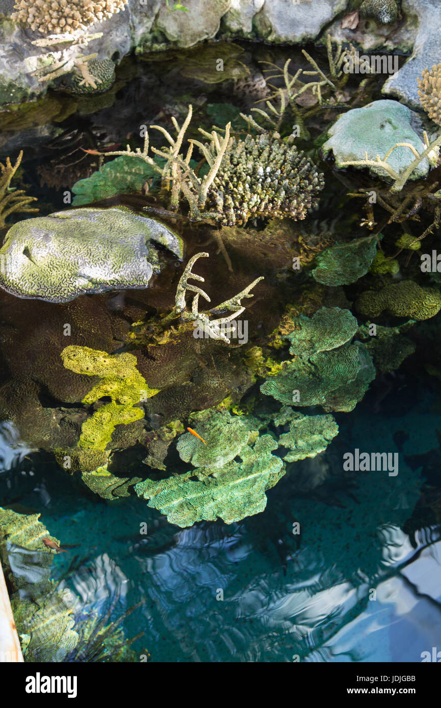 Aquatic Plants and Bubble-tip Anemone inside Little Marsh Stock Photo