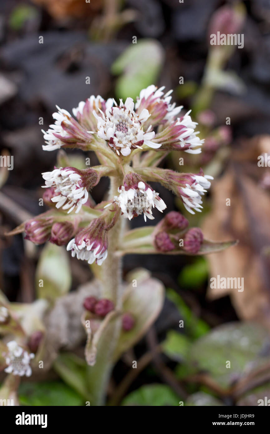 Petasite pyrenaicus flowers. Butterbur plant. Coltsfoot sprouts herb Stock Photo