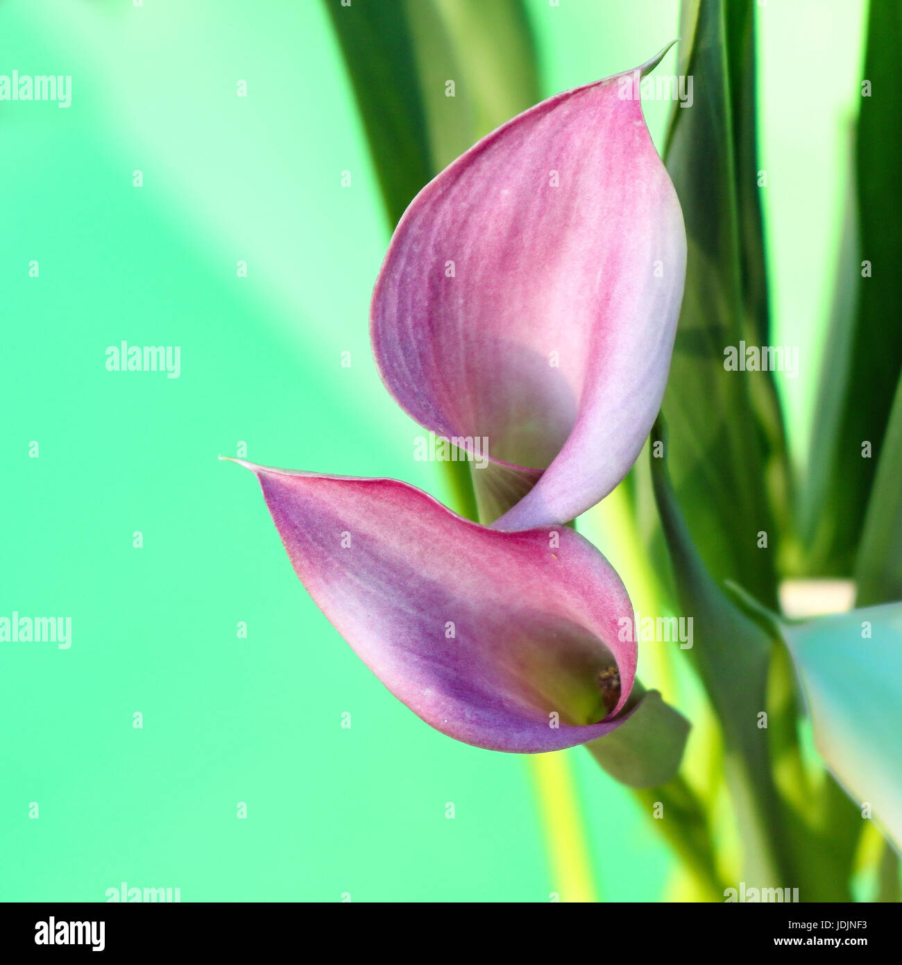 Red flowers calla lilies hires stock photography and images Alamy