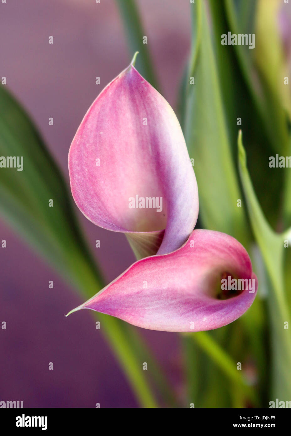 Red flowers calla lilies hires stock photography and images Alamy