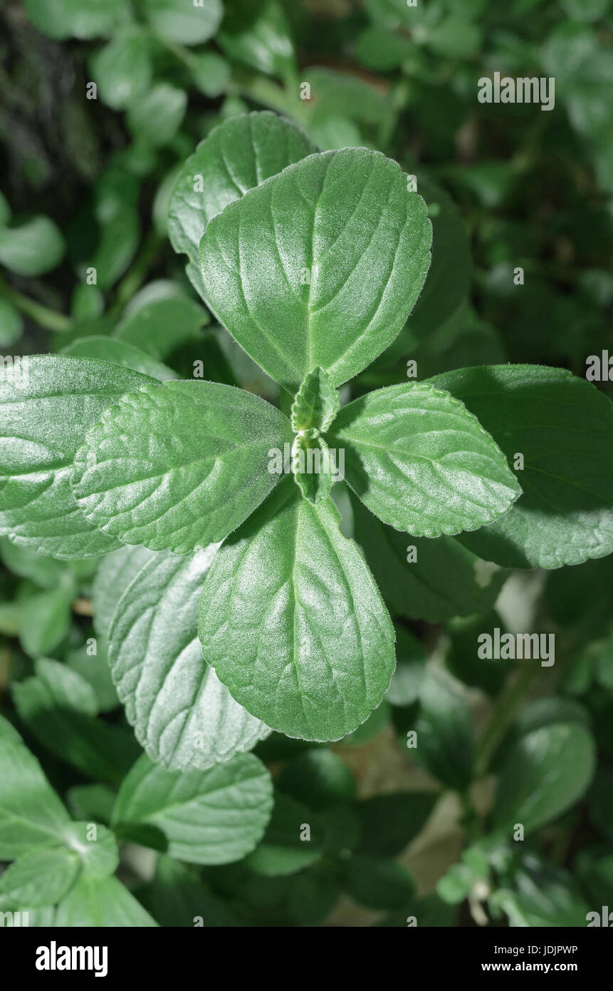Boldo: Green plant named Boldo da Terra in Brazil. Plant used to make tea e produtos medicinais. Stock Photo