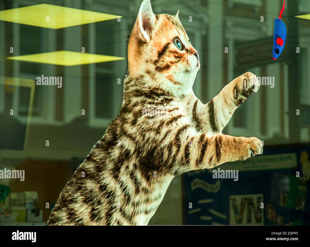 cat playing with toy mouse window sticker in veterinary window Stock Photo