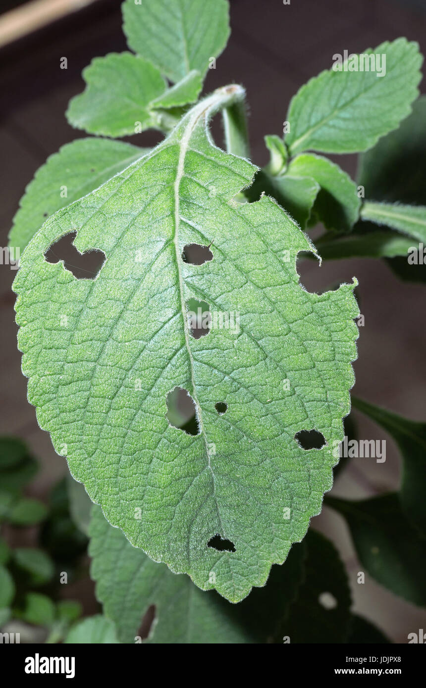 Boldo leaf eaten by insects. Green plant named Boldo da Terra in Brazil. Stock Photo