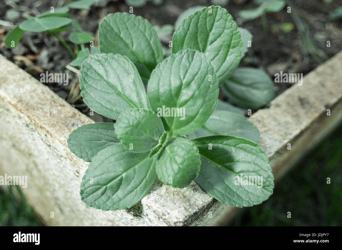 Boldo: Green plant named Boldo da Terra planted in a vase. Plant used to make tea e produtos medicinais. Stock Photo