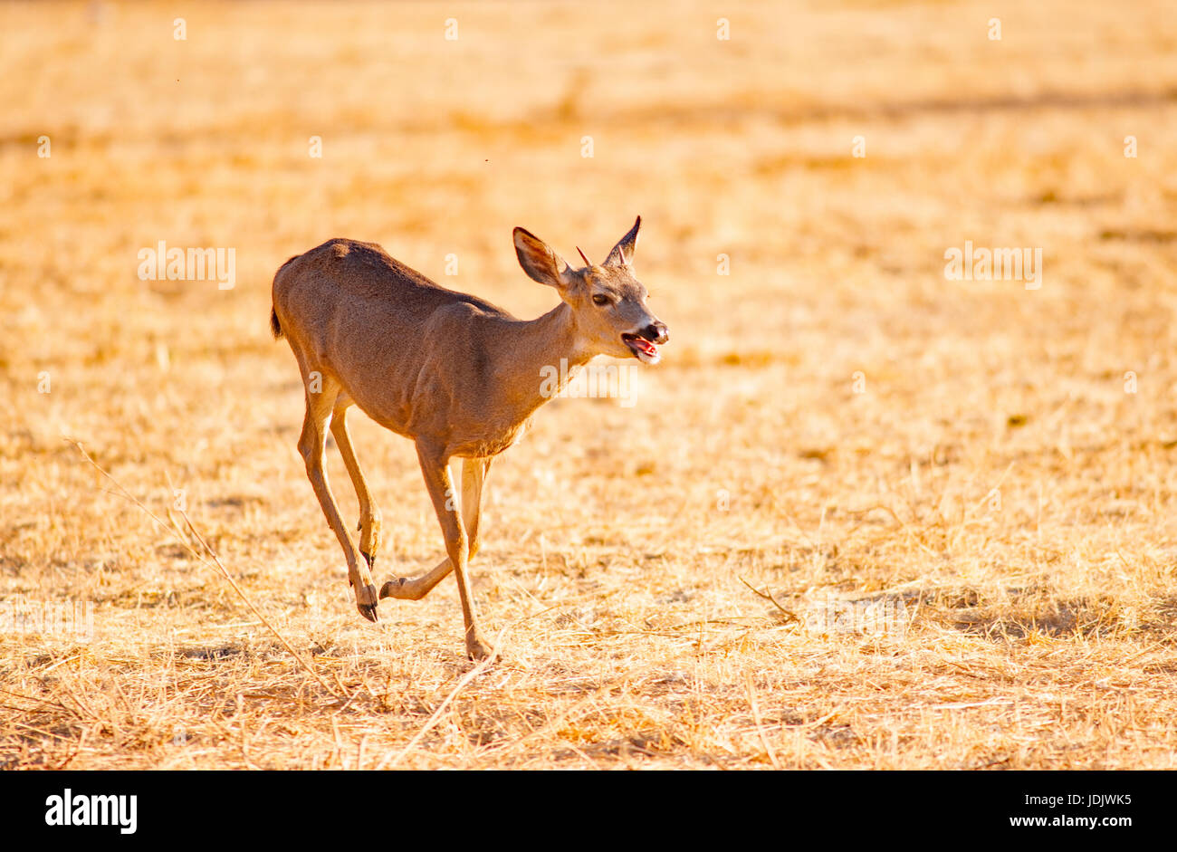 A Mule Deer Galloping Stock Photo