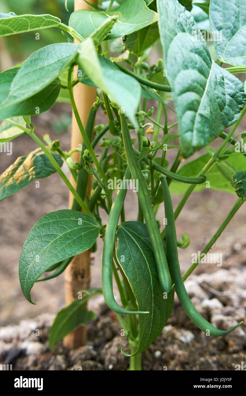 Dwarf Bean plants "Ferrari" growing in compostrich soil in a vegetable
