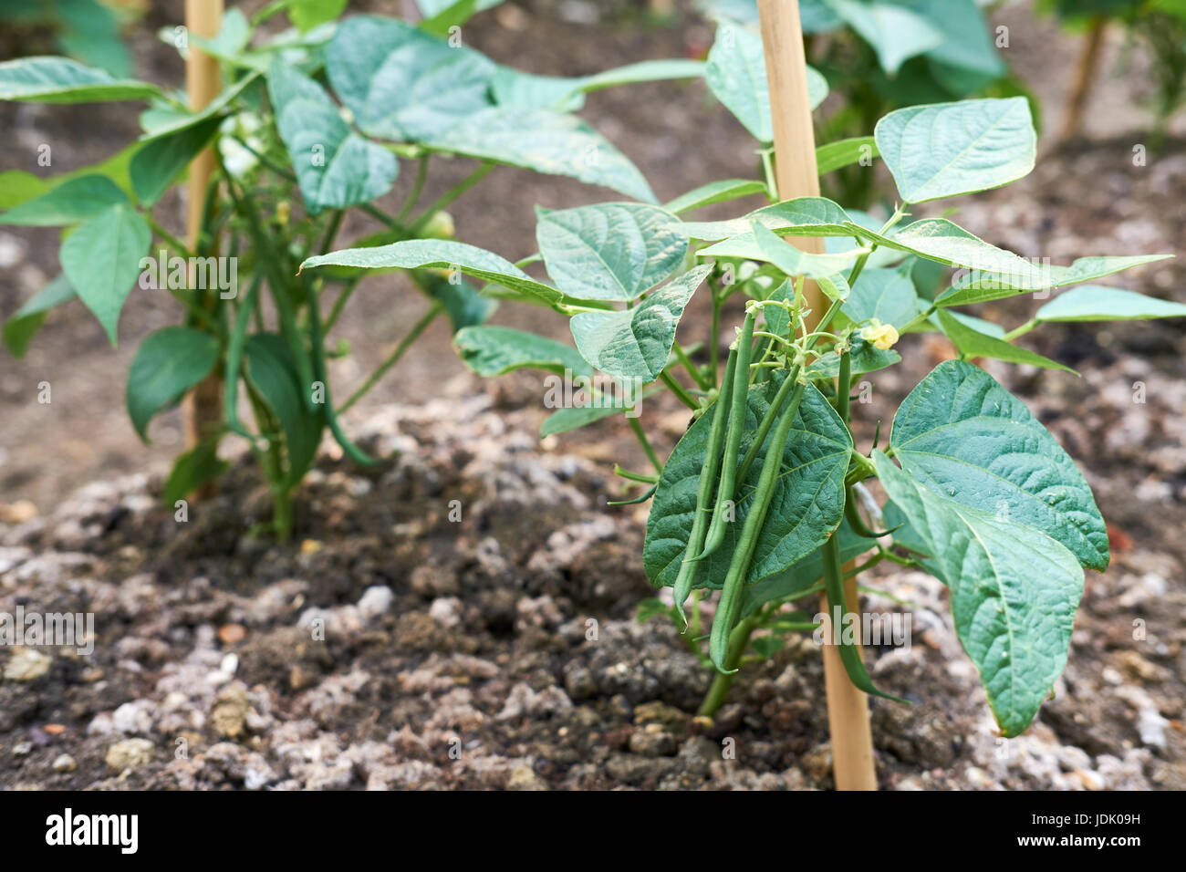 Dwarf Bean plants "Ferrari" growing in compostrich soil in a vegetable