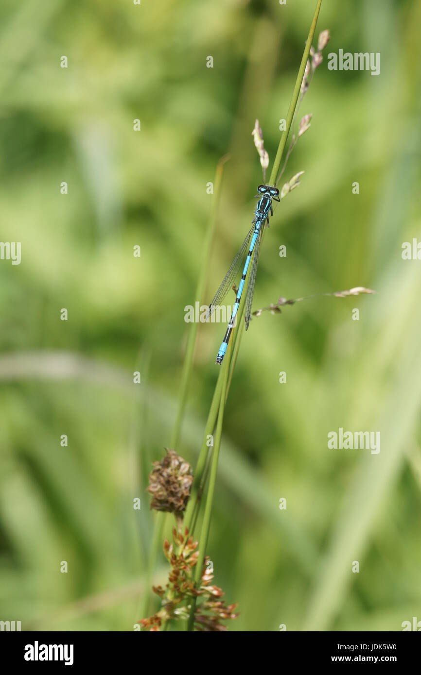 Azure Damselfly (Coenagrion puella) - male Stock Photo - Alamy