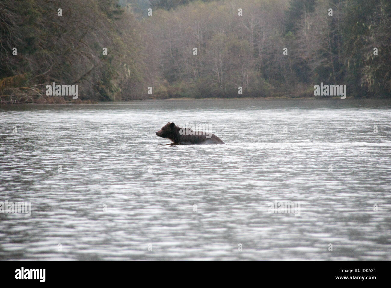 An adult male grizzly bear swims across a river in the Great Bear Rainforest region of British Columbia, Canada. Stock Photo