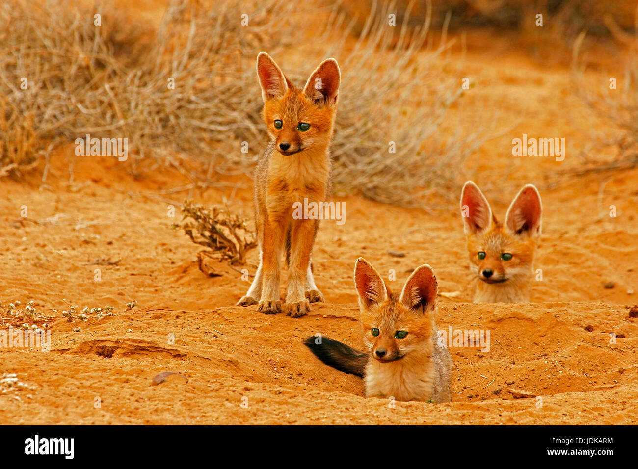 Three young cape foxes,, Drei junge Kapfuechse, Stock Photo