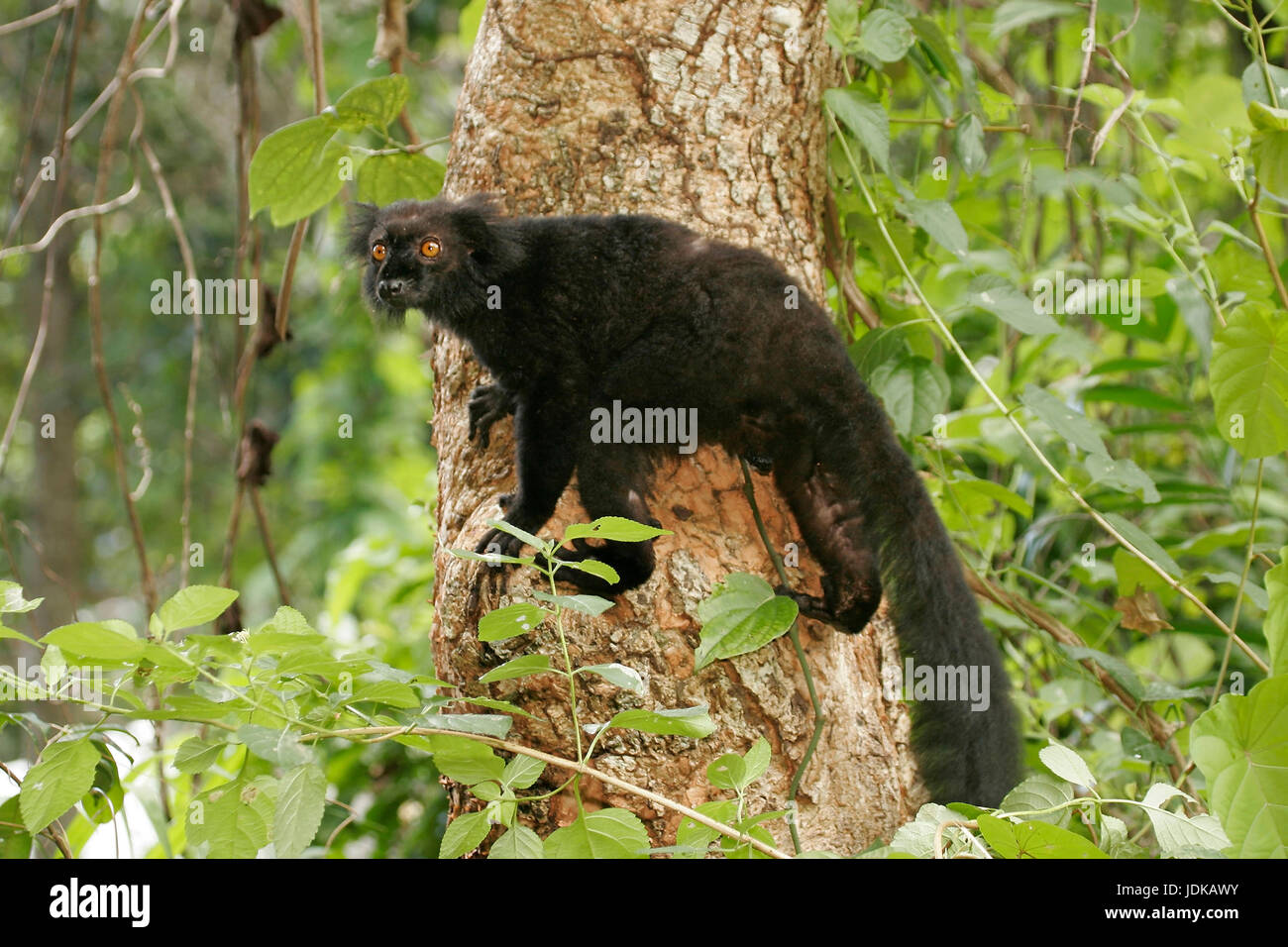 Black Lemur , Schwarzer Lemur Stock Photo