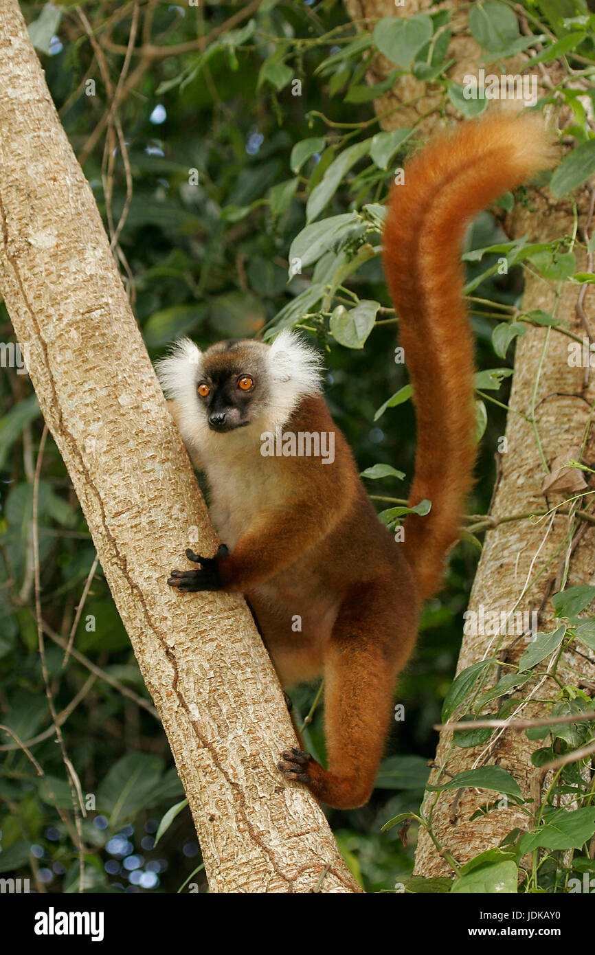 Red-brown Lemur , Rotbrauner Lemur Stock Photo