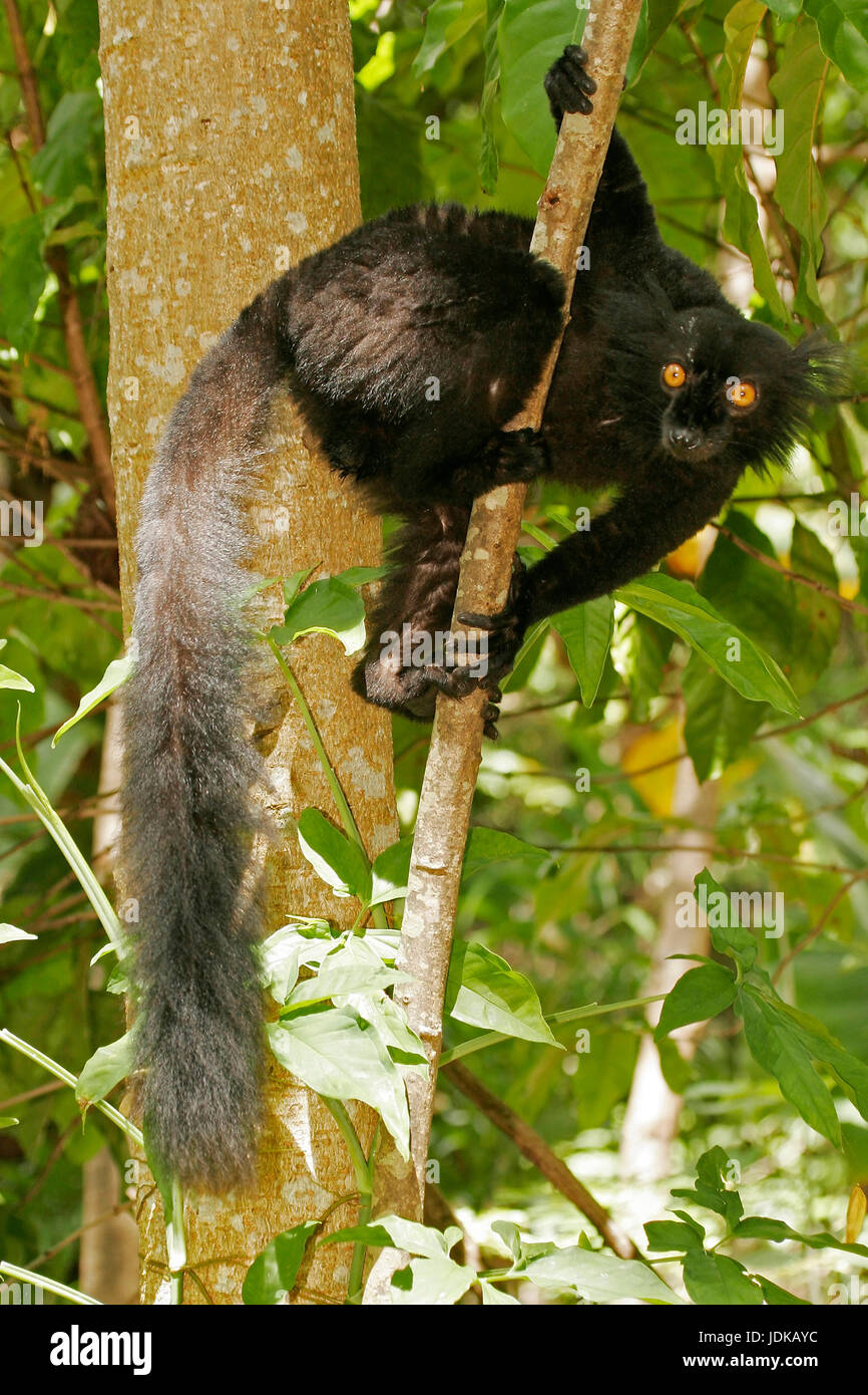 Black Lemur , Schwarzer Lemur Stock Photo