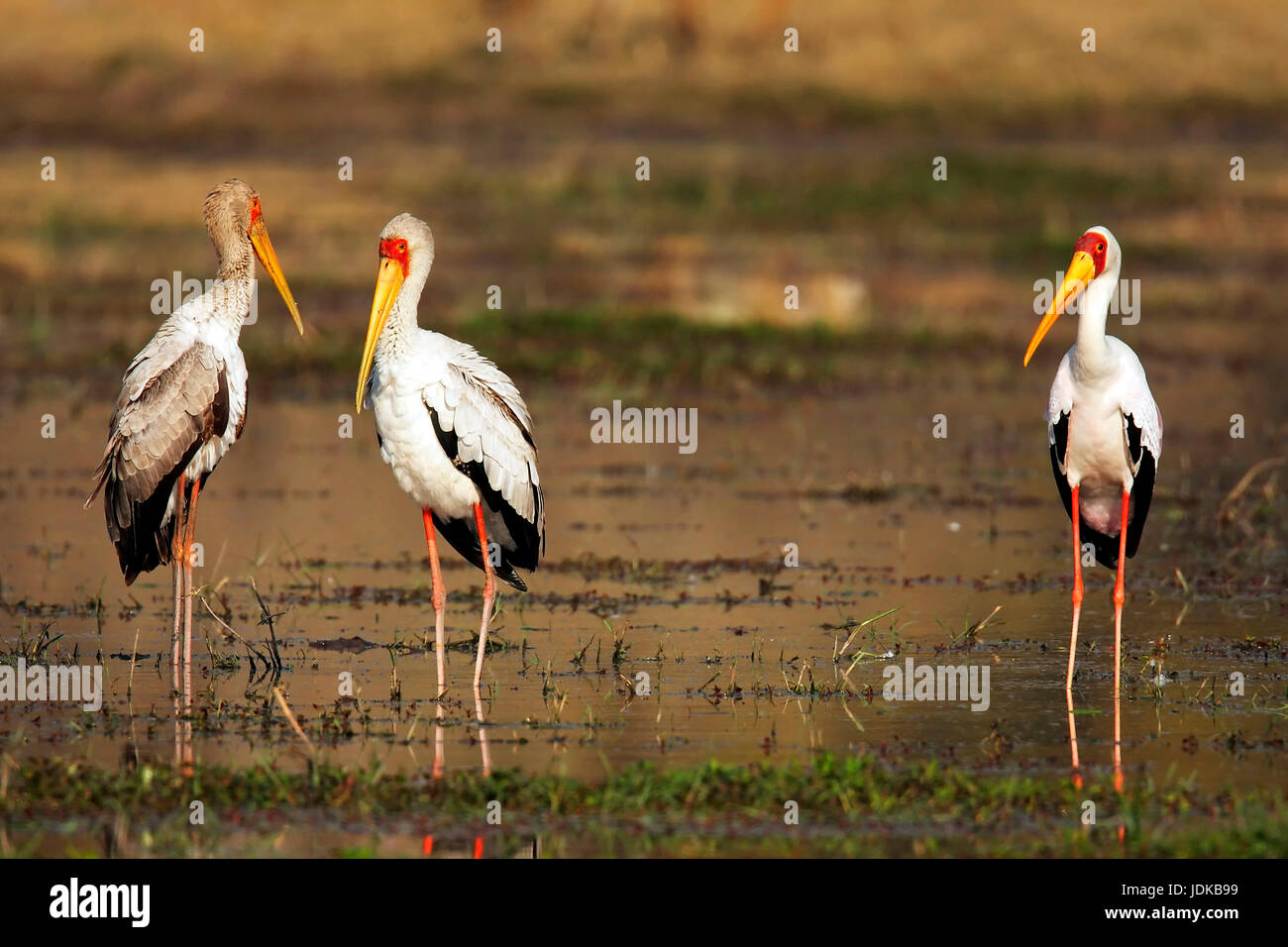 Three storks on food search, Nimmersatt, , Drei Stoerche auf Nahrungssuche Stock Photo