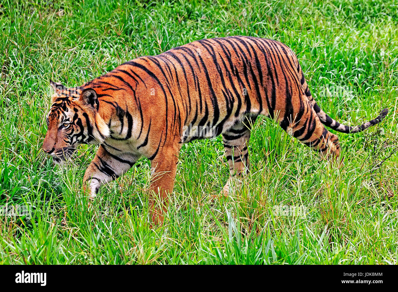 Malayan tiger, Malayischer Tiger Stock Photo
