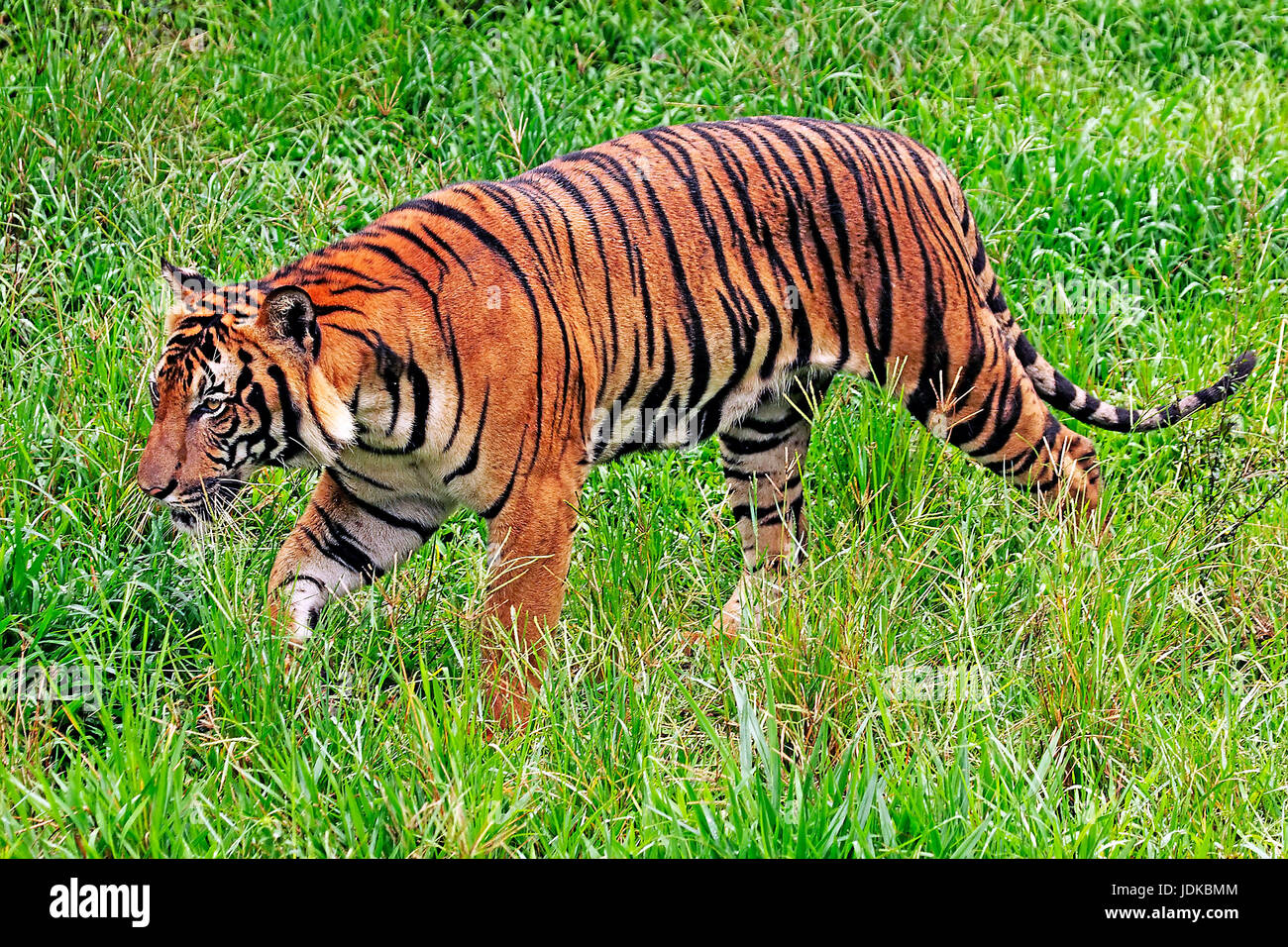 Malayan tiger, Malayischer Tiger Stock Photo - Alamy