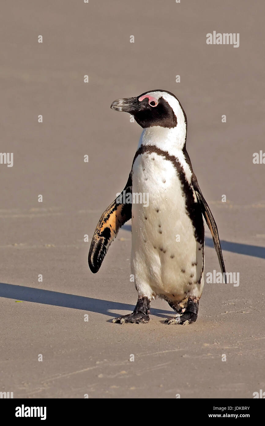 Glasses penguins on the beach - Africa, Brillenpinguine am Strand - Afrika Stock Photo