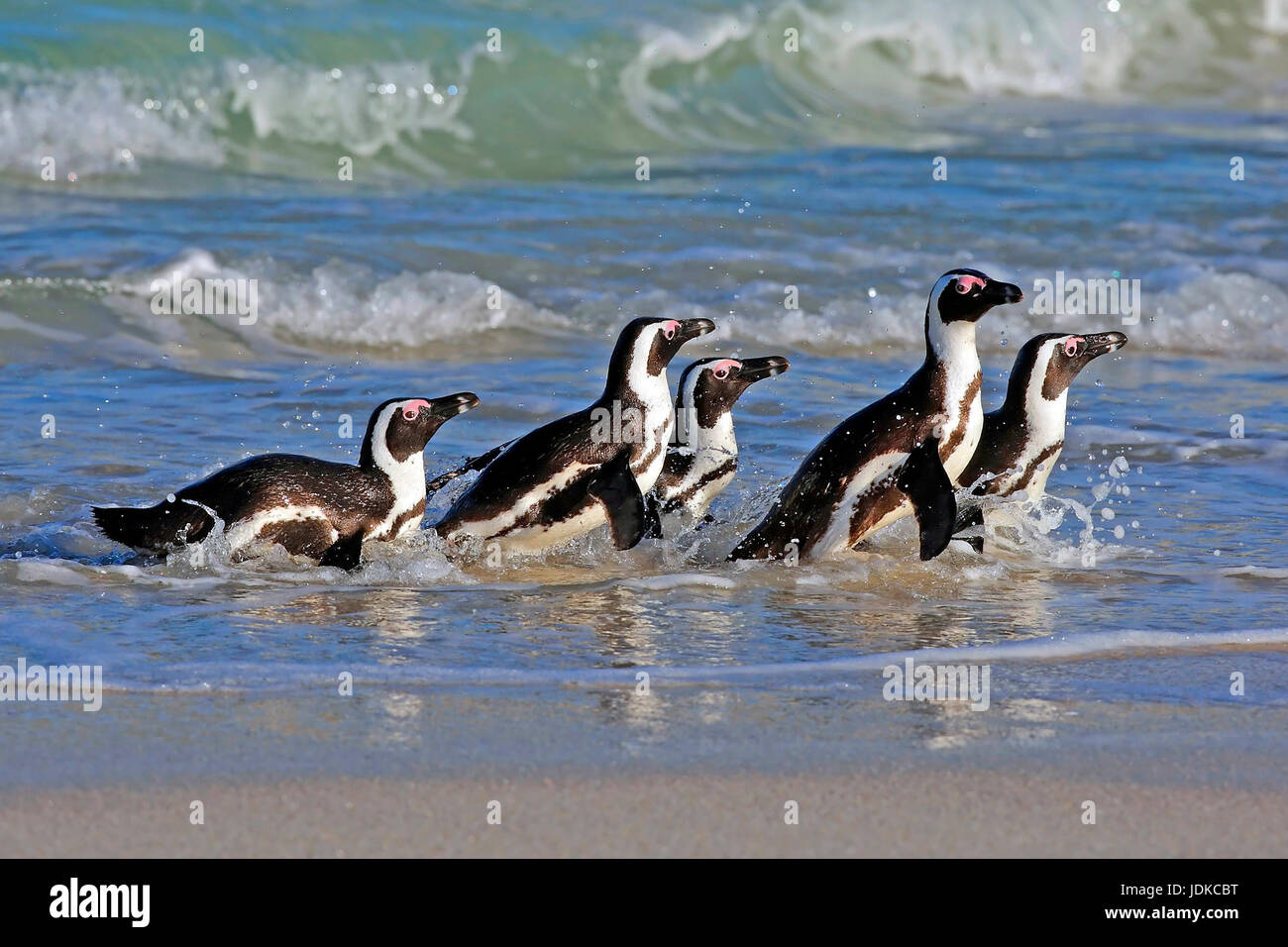 Glasses penguins on the beach - Africa, Brillenpinguine am Strand - Afrika Stock Photo