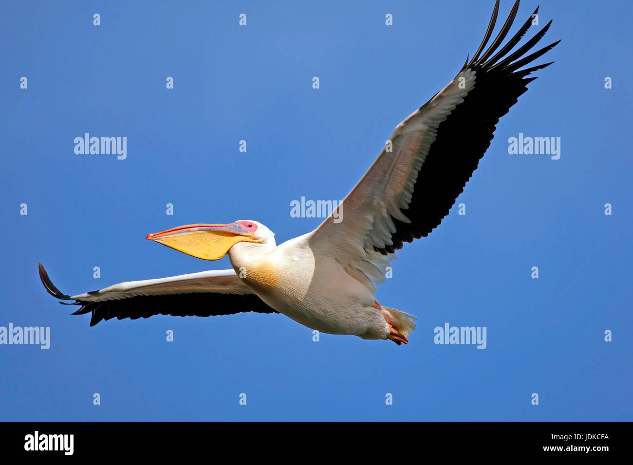 Big white pelican - South Africa, Grosser weisser Pelikan - Suedafrika Stock Photo
