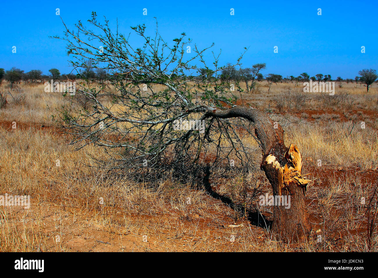 Wrecked tree in scenery - South Africa, Demolierter Baum in Landschaft - Suedafrika Stock Photo