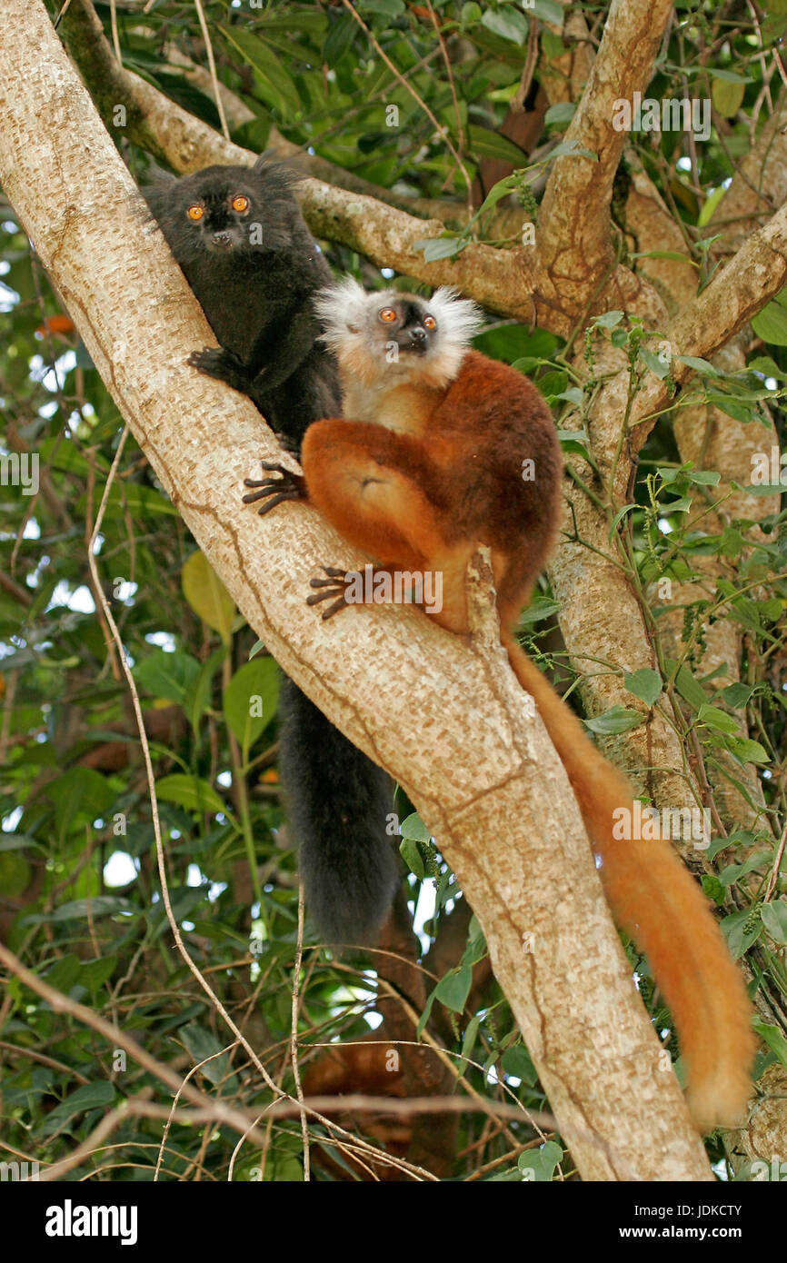 Of black and brown Lemur, Eulemur cinereiceps,, Schwarzer und brauner Lemur Stock Photo