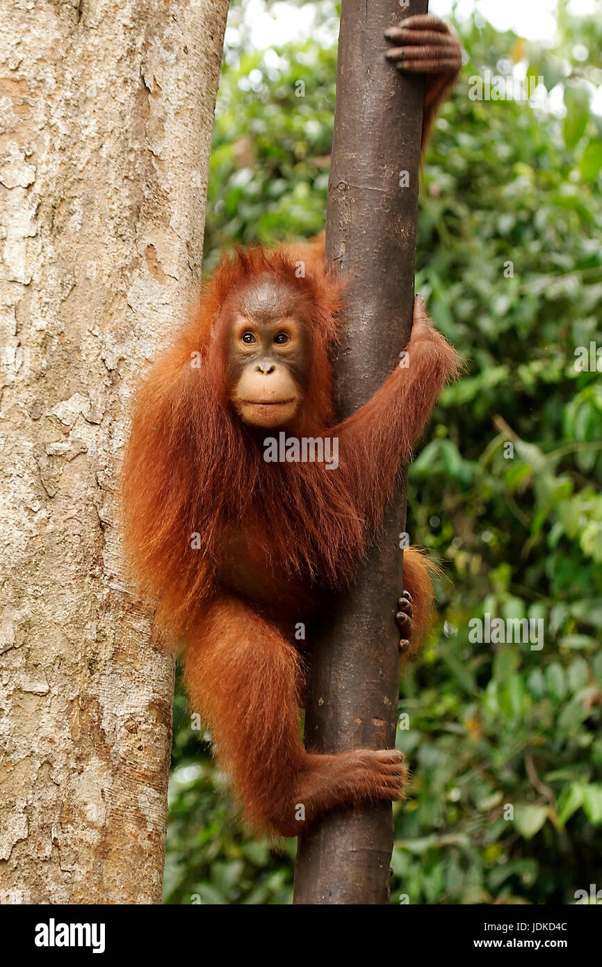 orang-utan-female-orang-utan-weibchen-stock-photo-alamy