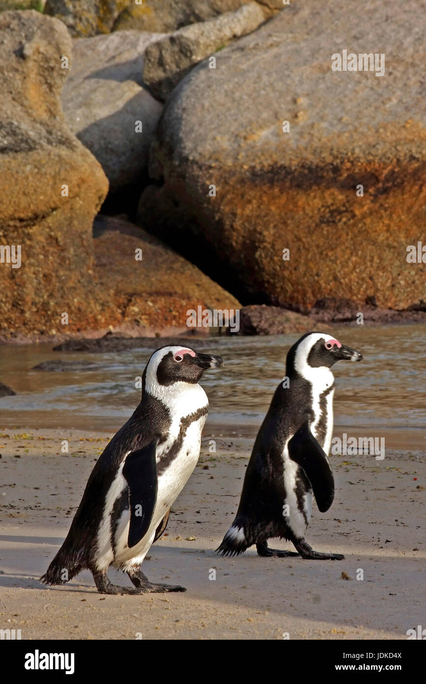 Two glasses penguins on the beach of Boulders - South Africa, Zwei Brillenpinguine am Strand von Boulders - Suedafrika Stock Photo