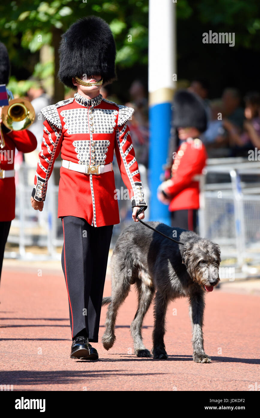 Domhnall, the regimental mascot for the 1st Battalion Irish Guards at ...