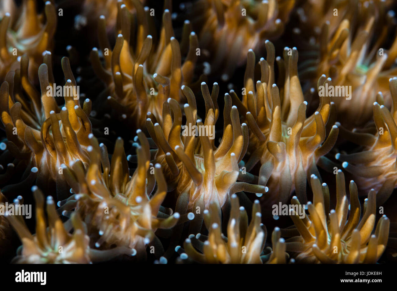 Details of Coral Polyps, Galaxea sp., Raja Ampat, West Papua, Indonesia Stock Photo