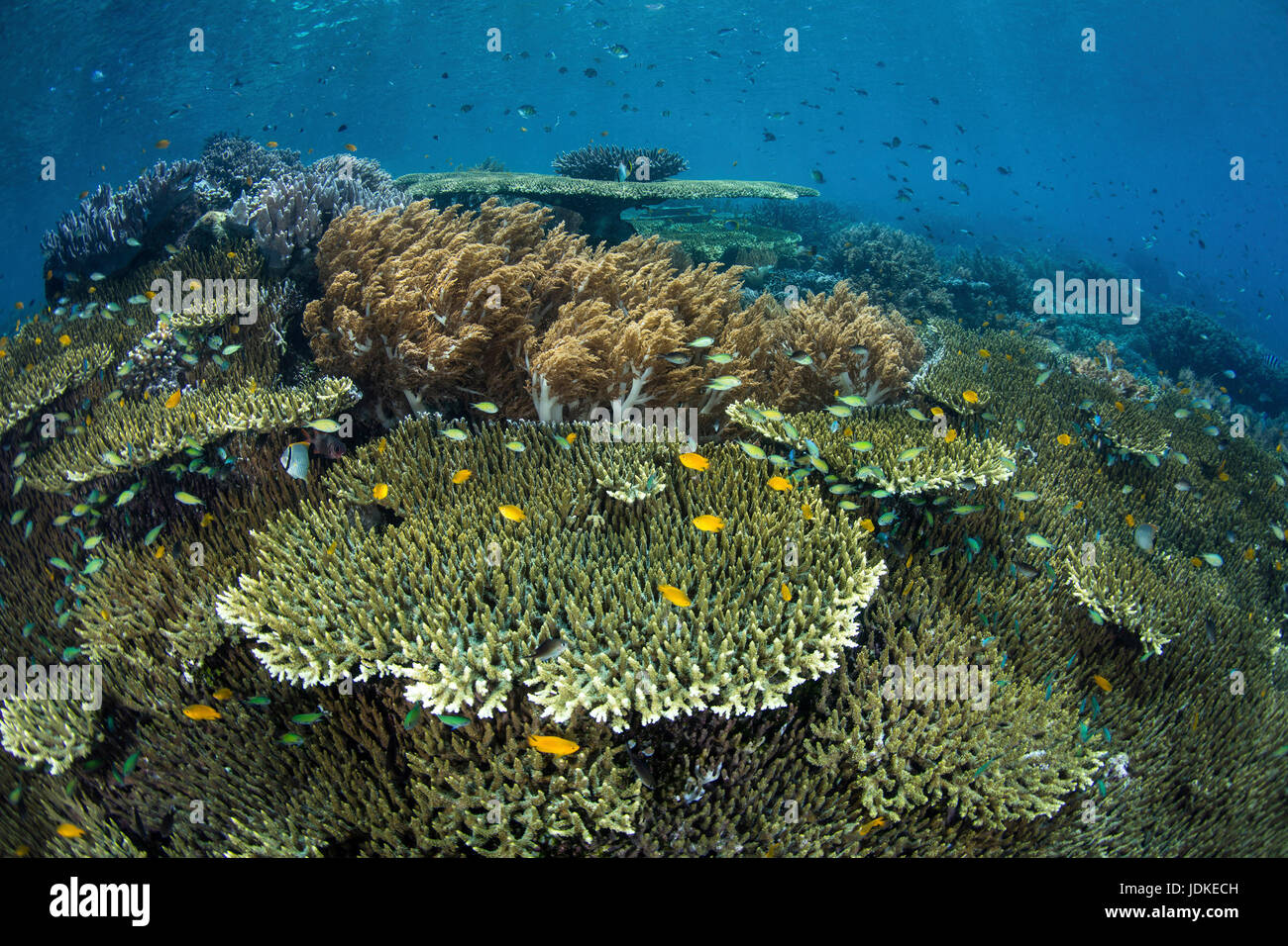 Table Corals on Reef Top, Acropora, Raja Ampat, West Papua, Indonesia Stock Photo