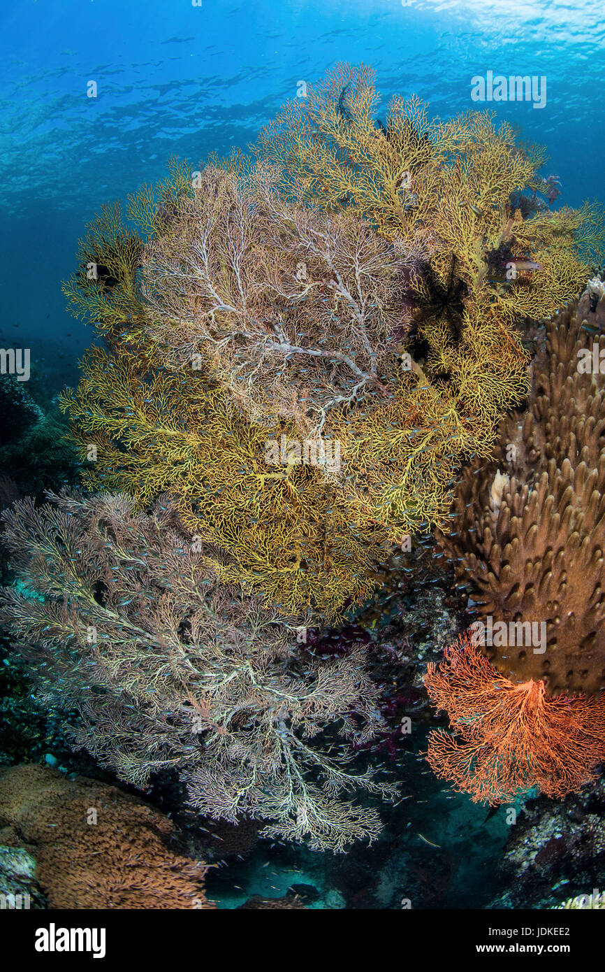 Colored Sea Fan in Coral Reef, Gorgonaria, Raja Ampat, West Papua, Indonesia Stock Photo