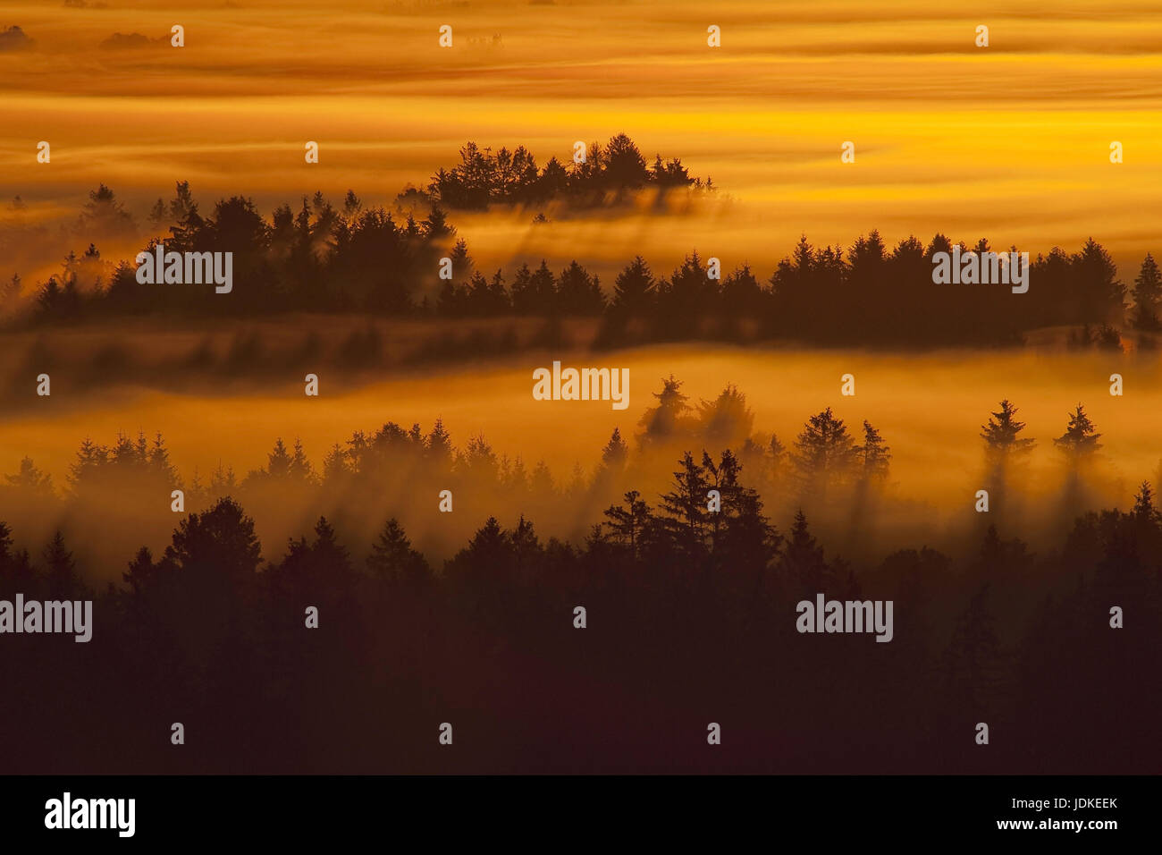 Fog Between Trees From Hi Res Stock Photography And Images Alamy