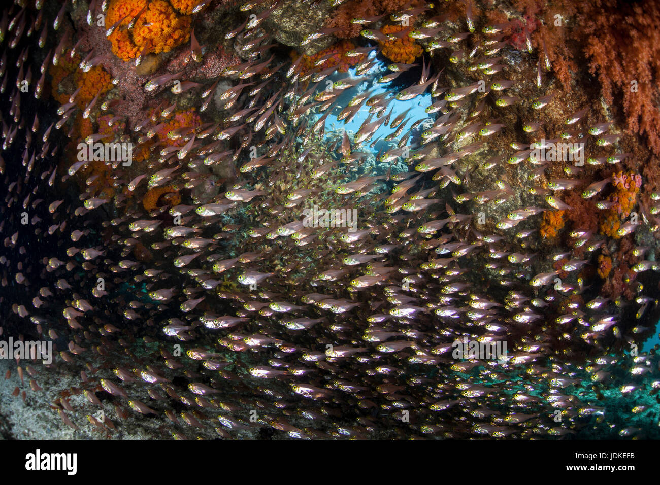 Golden Sweeper schooling around Corals, Parapriacanthus ransonneti, Raja Ampat, West Papua, Indonesia Stock Photo