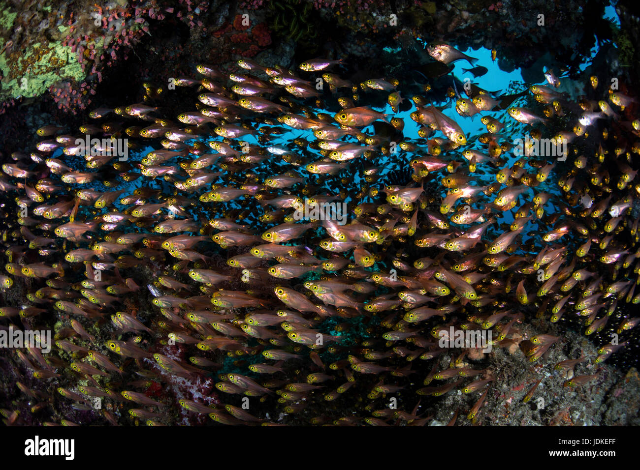 Golden Sweeper schooling around Corals, Parapriacanthus ransonneti, Raja Ampat, West Papua, Indonesia Stock Photo
