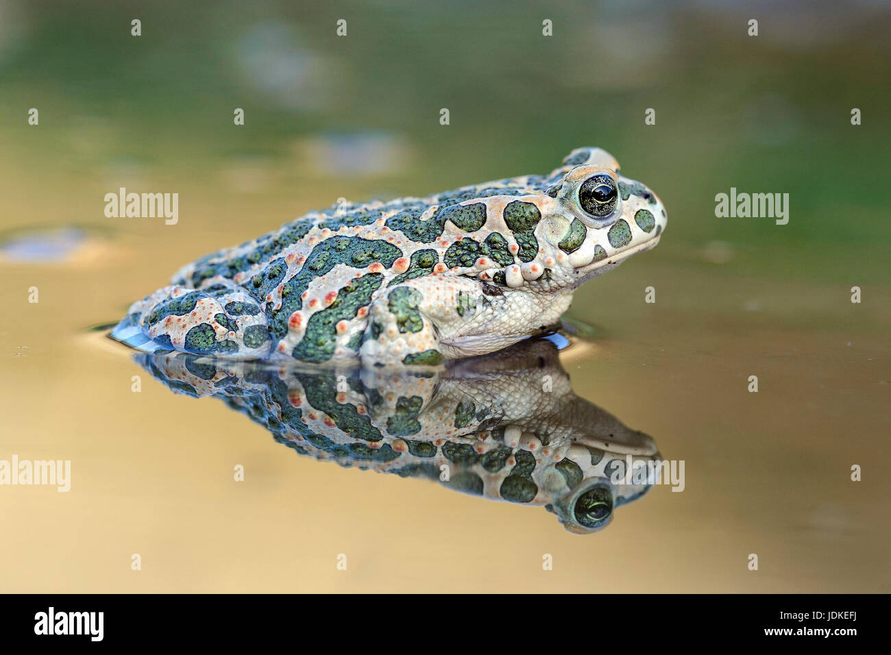 Change toad sits in a puddle, Wechselkroete sitzt in einer Pfuetze ...