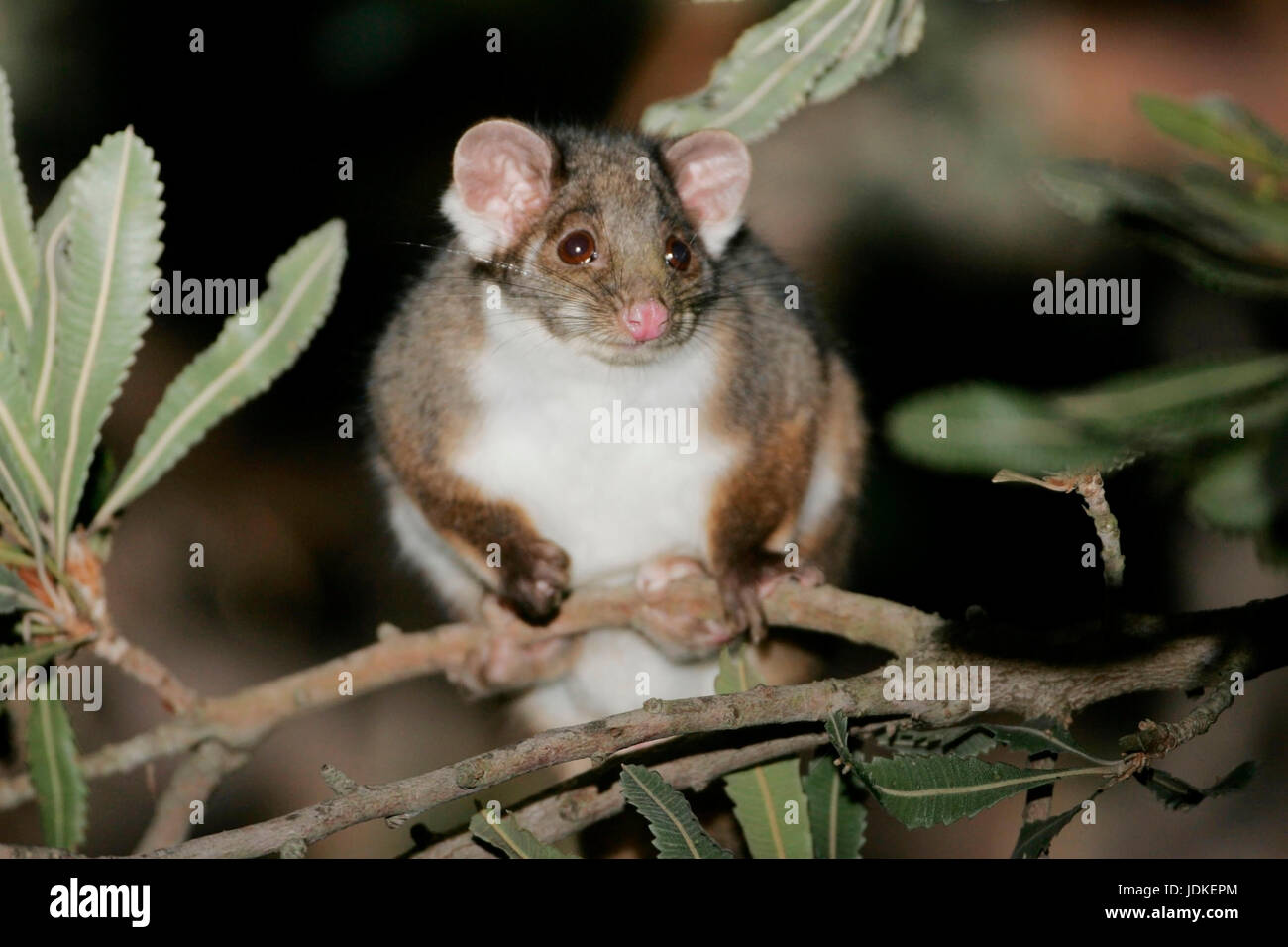 Curly Tail Marsupial High Resolution Stock Photography And Images Alamy
