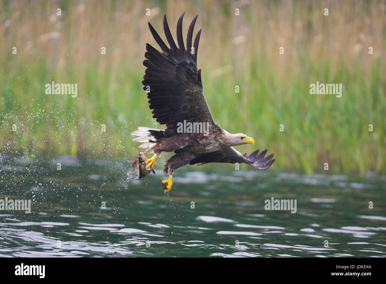 Deutschland white tailed eagle hi-res stock photography and images - Alamy