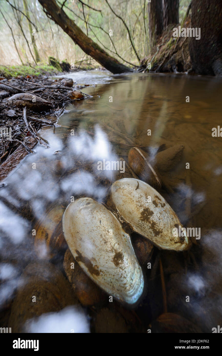 Brook mussels and their scarfs lie in a brook, Bachmuscheln und deren Schale liegen in einem Bach Stock Photo