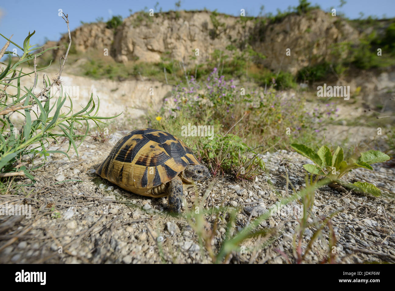 Maurische land tortoise sits on stony subsoil, Maurische Landschildkroete sitzt auf steinigem Untergrund Stock Photo